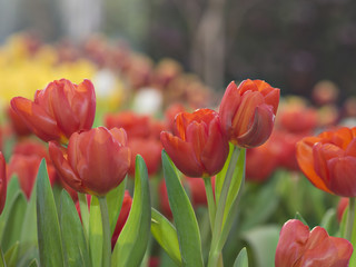 Spring fields with beautiful red and yellow color tulips in tulips spring garden, selecting focus on red color tulips with beautiful sunlight sunset or sunrise background for Spring season