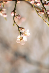 A flower of a tree of a minal and a bee collecting nectar close-up  natural background
