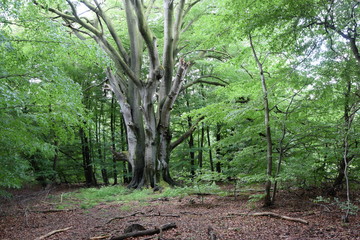 Urwald an der Sababurg