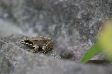 Frosch