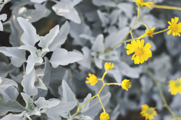 Background with small yellow flowers anf green leaves during blooming season
