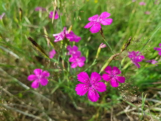 kwiat, kwiat, fiolet, roślina, zieleń, lato, flora, kwiat, pola, makro, beauty, fiolet, kwitnienie,  kwiatowy, jasny, dzika, kwiatki