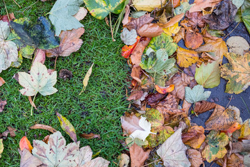 Brown, Yellow Leaves on the grass. In Spring, Autumn.