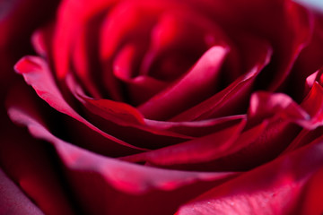 Macro photo of red rose. Closeup rose