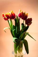 Spring easter tulips in bucket on background.