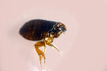 Flea cat's parasite close-up macro