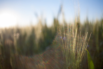 Fototapeta premium green wheat field and sunny day