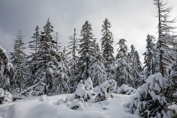 Fototapeta na wymiar Winter im Hochschwarzwald