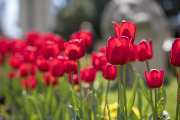 Tulips