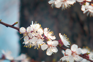 Cherry plum tree bloom. Branch of a leaf plum