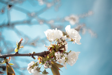 Cherry plum tree bloom. Branch of a leaf plum