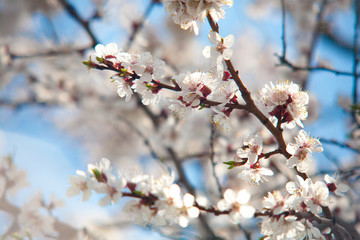 Cherry plum tree bloom. Branch of a leaf plum