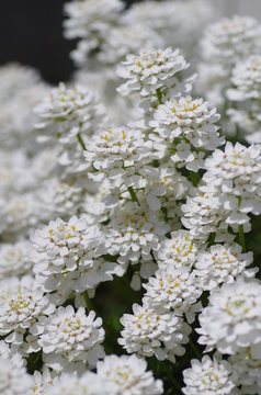 39 Best キャンディタフト Images Stock Photos Vectors Adobe Stock