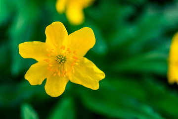 Fototapeta na wymiar spring yellow flowers on green background. textures