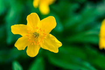Obraz premium spring yellow flowers on green background. textures