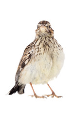 Wood Lark (Lullula arborea) isolated on a white background