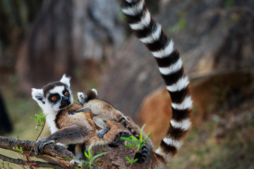 Ring-tailed Lemur Mum and Baby © Min