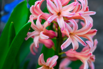 spring pink flowers on green background.Hyacinths close-up, textures
