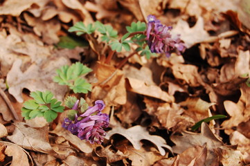 Corydalis cava, Hollow Corydalis