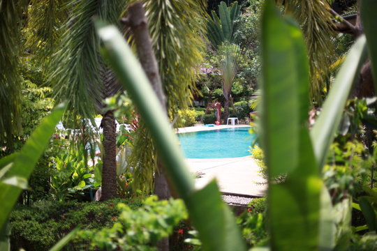Luxurious tropical plants in a spa resort in the jungle and swimming pool.