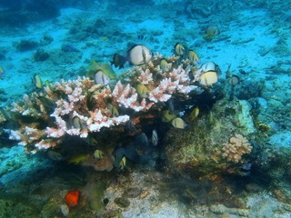 Fototapeta na wymiar Stone coral