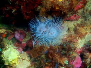 Tube worm