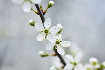 Beautiful Flowering fruit trees with blurred background. Spring garden. Early flowering in the spring garden.
