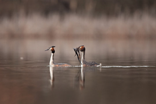 Great crested grebe, podiceps cristatus