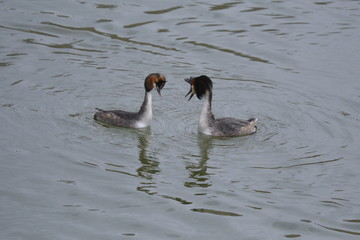coppia di svasso maggiore