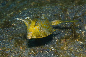  Langhornkofferfisch ( Lactoria cornuta)