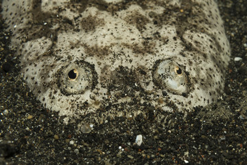 Himmelsgucker (Uranoscopus sp.) © kaschibo