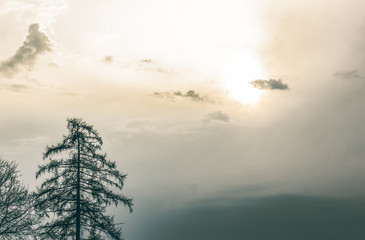 Mystic sunset sky in fog and bare tree silhouette 