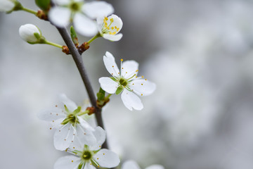 Beautiful Flowering fruit trees with blurred background. Spring garden. Early flowering in the spring garden.