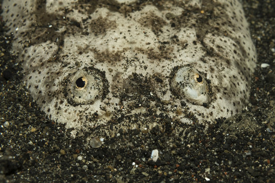 Himmelsgucker (Uranoscopus sp.)
