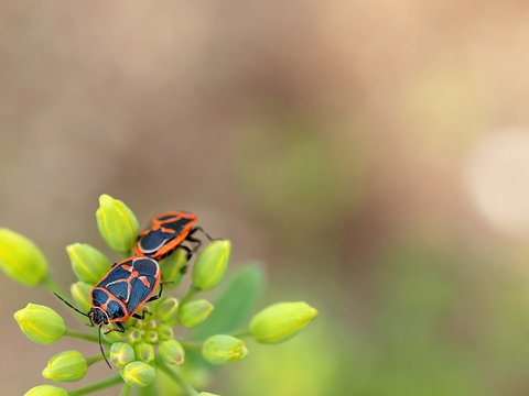 ノラボウナとカメムシ