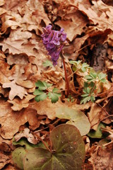 Corydalis cava, Hollow Corydalis,
