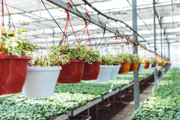 Pots with green flowers and plants in glasshouse