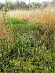 春の湿地の葭