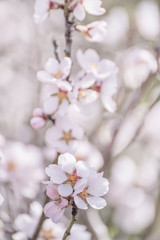 Branches of a flowering almond tree in the gentle sunlight of a spring garden. Light gentle photo.
