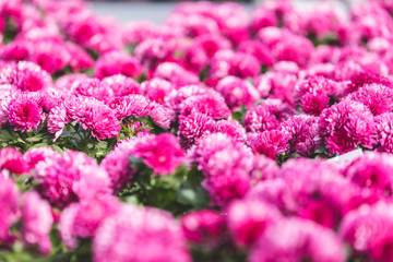 Pink blooming chrysanthemum flowers in nursery