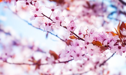 Rosa Blüten, Blütenzweige im Frühling