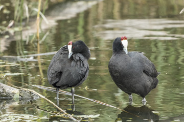 Red-knobbed coots