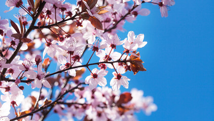 Rosa Blüten, blauer Himmel