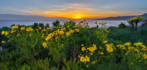 wildflowers sunset