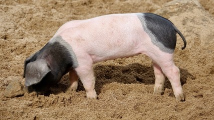 Schwein rosa-Schwarz, Muttersau und Ferkel