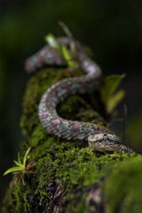 Eyelash Viper - Bothriechis schlegelii, beautiful colored venomous pit viper from Central America...