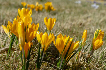 Yellow blossoms of crocuses (Colchicum autumnale) on a meadow in the sunshine
