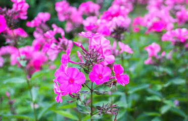 Obraz premium Pink flowers of Phlox subulata plants growing in summer park in countryside.