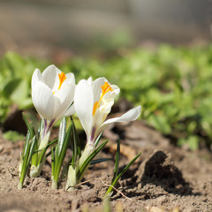 flowers for the spring flower beds/ Two  white crocus blossom on the flowerbed in sunny day