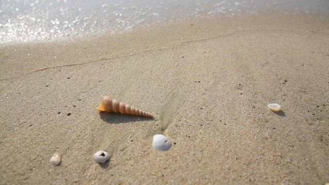 Little shell on sand beach
